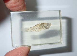 White Molly Fish In Amber Clear Small Block Education Specimen