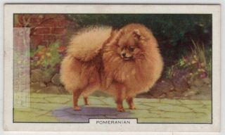 Pomeranian Dog Canine Pet 1930s Ad Trade Card