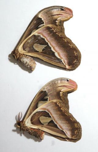 Saturniidae.  2 X Attacus Atlas (females).  West Kalimantan (10)