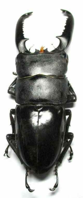 m005 Lucanidae: Dorcus titanus palawanicus male 85mm 4
