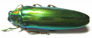 E030 Buprestidae: Chrysochroa Praelonga Female 40mm