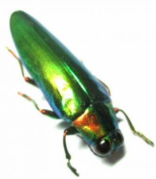 e030 Buprestidae: Chrysochroa praelonga female 40mm 2