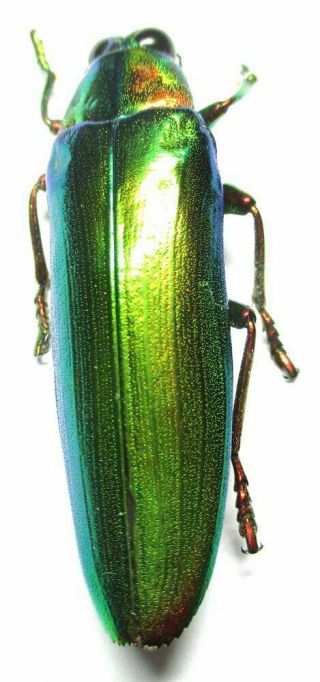 e030 Buprestidae: Chrysochroa praelonga female 40mm 3
