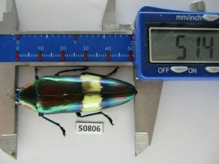 50806 Buprestidae,  Chrysochroa Sp.  Vietnam Central.  51mm