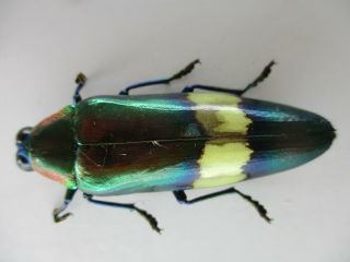 50806 Buprestidae,  Chrysochroa sp.  Vietnam Central.  51mm 2