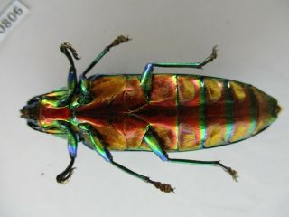 50806 Buprestidae,  Chrysochroa sp.  Vietnam Central.  51mm 3