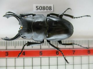 50808 Lucanidae: Odontolabis Platynota?.  Vietnam Central