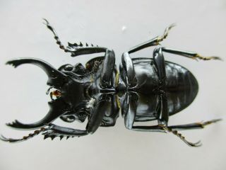 50808 Lucanidae: Odontolabis platynota?.  Vietnam Central 3
