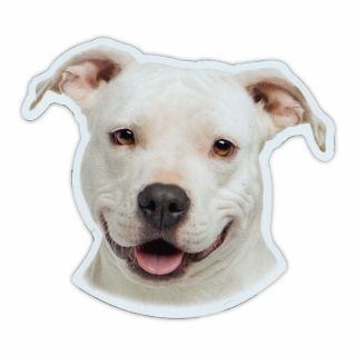 Magnetic Bumper Sticker - American Staffordshire Terrier (pit Bull) Magnet