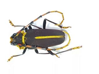 Cerambycidae,  Dorcacerus Barbatus A1
