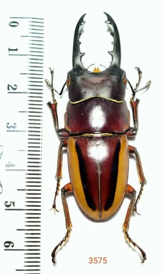 1x.  Prosopocoilus Lateralis 52mm From Central Sulawesi (3575)