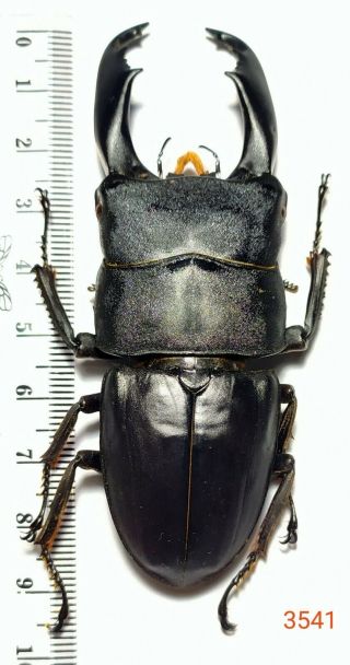 1x.  Dorcus Titanus 89mm From Central Sulawesi (3541)