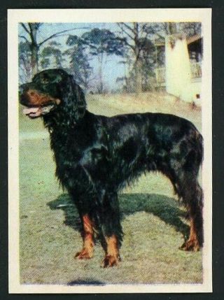 1966 Vintage Tobacco Dog Card Gordon Setter Spain Fedora