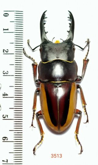1x.  Prosopocoilus Lateralis 54mm From Central Sulawesi (3513)