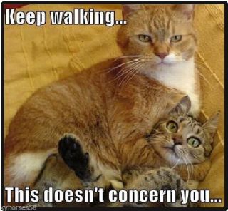 Funny Cat Humor Keep Walking Refrigerator Magnet