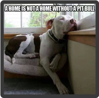 Dog Pitbull A Home Isn 