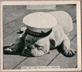 Sleeping Bulldog Wearing A British Sailors Hat 1930s Trade Ad Card