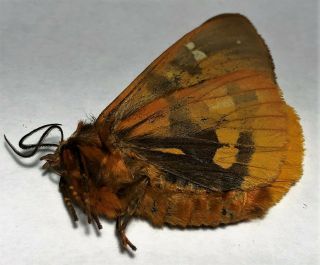 Noctuoidea Erebidae Platarctia Parthenos Male From Canada Rare Offer