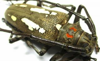 c001 Cerambycidae: Batocera rubus palawanica male 47.  5mm 2