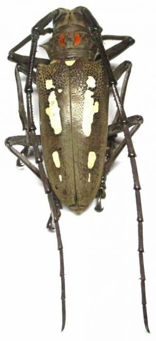 c001 Cerambycidae: Batocera rubus palawanica male 47.  5mm 3