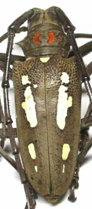 c001 Cerambycidae: Batocera rubus palawanica male 47.  5mm 4