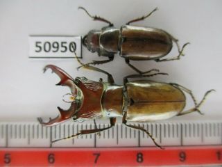 50950 Lucanidae: Cyclommatus Sp.  Vietnam Central