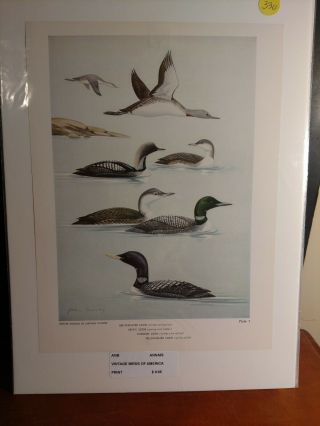 Vintage 1965 John Crosby Red Throated Arctic Common Yellow Billed Loon Bk Plate
