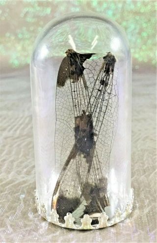 L9 Large Fairy Wings Preserved In Glass Dome Display (dragonfly)