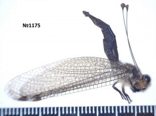 Neuroptera Gen.  Sp.  Indonasis Sumatra