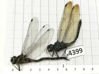 K4399 Unmounted Beetle Odonata Dragonfly Damselfy Vietnam Central