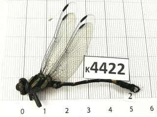 K4422 Unmounted Beetle Odonata Dragonfly Damselfy Vietnam Central