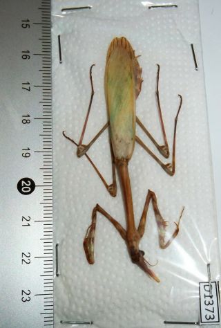 Mantidae Species 1 Large Size