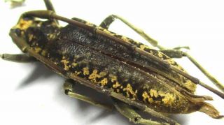 003 Cerambycidae: Acalolepta Species? 21.  5mm
