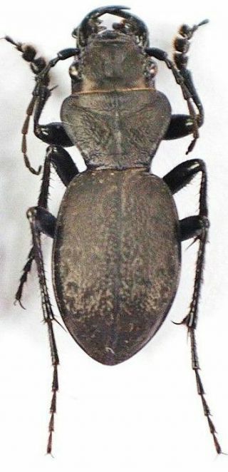Carabidae,  Cicindelinae,  Omus Dejeanii (greater Night - Stalking Tiger Beetle)