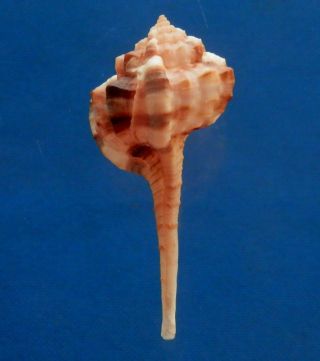Gems Under The Sea 43071 Seashell Haustellum Kurodai,  62.  2 Mm