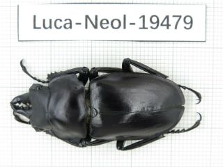 Beetle.  Neolucanus Sp.  China,  Tibet,  Motuo County.  1m.  19479.