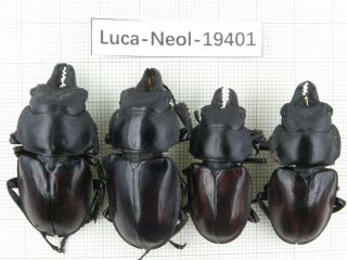 Beetle.  Neolucanus Sp.  China,  Guangxi,  Mt.  Damingshan.  4m.  19401.
