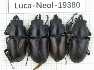 Beetle.  Neolucanus Sp.  China,  Yunnan,  Fenshuiling.  4m.  19380.