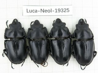 Beetle.  Neolucanus Sp.  China,  Yunnan,  Fenshuiling.  4m.  19325.