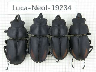 Beetle.  Neolucanus Sp.  China,  Guangxi,  Baise,  Mt.  Laoshan.  4m.  19234.