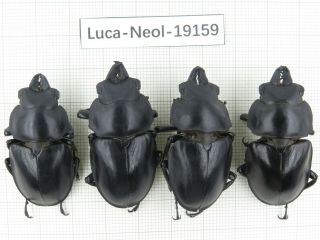 Beetle.  Neolucanus Sp.  China,  Yunnan,  Mt.  Daweishan.  4m.  19159.