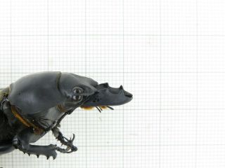 Beetle.  Neolucanus sp.  China,  Yunnan,  Jinping county.  2M.  19058. 3