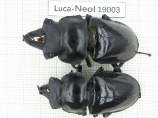 Beetle.  Neolucanus Sp.  China,  Yunnan,  Jinping County.  2m.  19003.