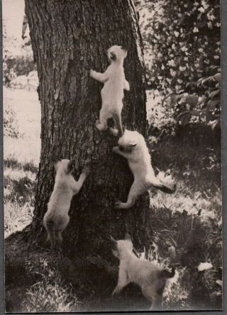 Vintage Photograph 1930s Baby Asian Siamese Cats Kittens Climbing Tree Old Photo
