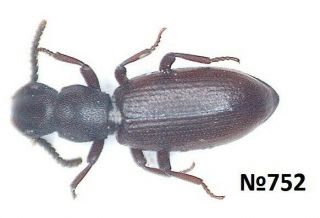 Coleoptera Tenebrionidae Gen.  Sp.  Tajikistan 3.  5mm.
