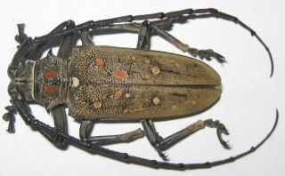 Cerambycidae Batocera Rufomaculata Male A1 (madagascar)