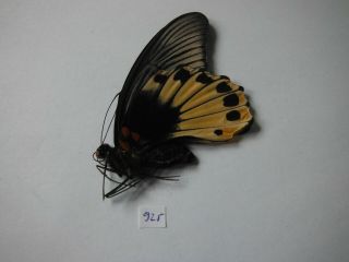 Papilionidae: Papilio Memnon Cream Agenor Female From Thailand