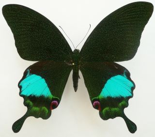 Papilio Karna Carnatus Male From Sabah,  North Borneo