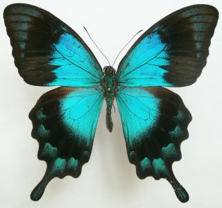 Papilio Lorquinianus Gelia Male From Bacan Isl