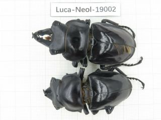 Beetle.  Neolucanus Sp.  China,  Yunnan,  Jinping County.  2m.  19002.